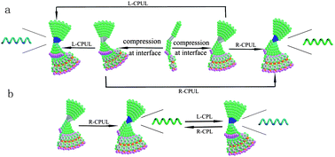 Graphical abstract: Chiroptical switch based on azobenzene-substituted polydiacetylene LB films under thermal and photic stimuli