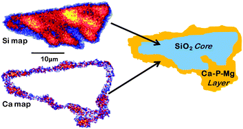 Graphical abstract: Influence of Mg doping on the early steps of physico-chemical reactivity of sol–gel derived bioactive glasses in biological medium