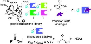 Graphical abstract: Discovery of hydrolytic catalysts in a peptidocalixarene library by binding assay with a transition state analogue for the hydrolysis