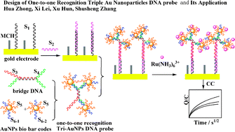 Graphical abstract: Design of one-to-one recognition triple Au nanoparticlesDNA probe and its application in the electrochemical DNAbiosensor
