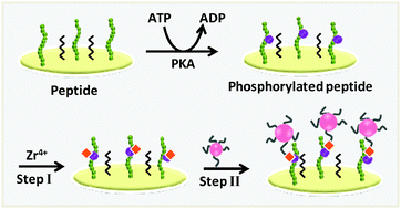 Graphical abstract: A DNA-based electrochemical strategy for label-free monitoring the activity and inhibition of protein kinase