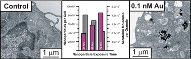 Graphical abstract: Amperometric assessment of functional changes in nanoparticle-exposed immune cells: varying Au nanoparticle exposure time and concentration