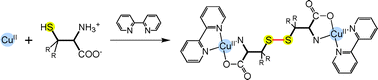 Graphical abstract: Autoxidation of thiol -containing amino acid to its disulfide derivative that links two copper(ii) centers: the important role of auxiliary ligand