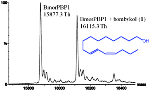 Graphical abstract: High-throughput ESI-MS analysis of binding between the Bombyx mori pheromone-binding protein BmorPBP1, its pheromone components and some analogues