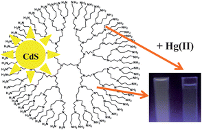 Graphical abstract: Mercury(ii) sensing based on the quenching of fluorescence of CdS–dendrimer nanocomposites