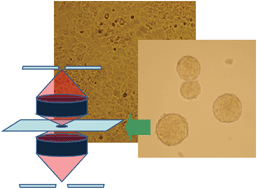 Graphical abstract: Fourier transform infrared (FTIR) spectromicroscopic characterization of stem-like cell populations in human esophageal normal and adenocarcinoma cell lines