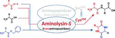 Graphical abstract: Engineered transaminopeptidase, aminolysin-S for catalysis of peptide bond formation to give linear and cyclic dipeptides by one-pot reaction