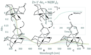 Graphical abstract: Zinc/Nickel exchange and ligand cannibalism in N2S2O1,2 donor ligand sets