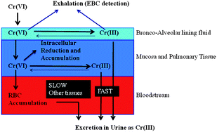 Graphical abstract: Chromium in exhaled breath condensate (EBC), erythrocytes, plasma and urine in the biomonitoring of chrome-plating workers exposed to soluble Cr(vi)