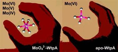 Graphical abstract: One- and two-electron reduction of molybdate reversibly bound to the archaeal tungstate/molybdate transporter WtpA