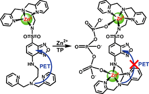 Graphical abstract: A visible light excitable fluorescent sensor for triphosphate/pyrophosphate based on a diZn2+ complex bearing an intramolecular charge transfer fluorophore