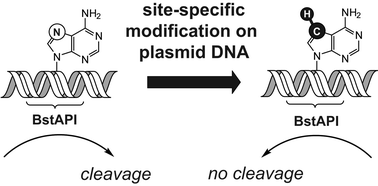 Graphical abstract: Functional consequence of plasmid DNA modified site-specifically with 7-deaza-deoxyadenosine at a single, programmable site