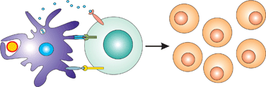 Graphical abstract: Designing polymeric particles for antigen delivery