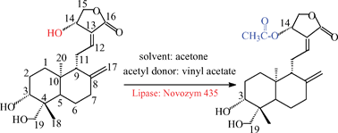 Graphical abstract: Efficient and highly regioselective acylation of andrographolide catalyzed by lipase in acetone