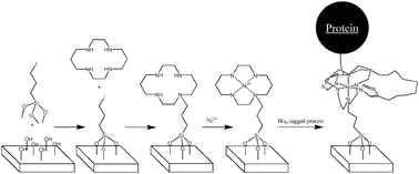 Graphical abstract: Tailored adsorption of His6-tagged protein onto nickel(ii)–cyclam grafted mesoporous silica