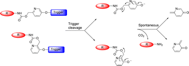 Graphical abstract: The pyridinone-methide elimination