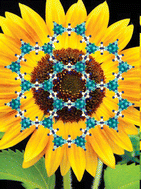 Graphical abstract: Solvent free base catalysis and transesterification over basic functionalised Metal-Organic Frameworks