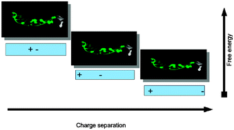 Graphical abstract: Charge transfer equilibria of aqueous single stranded DNA