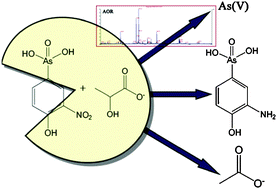 Graphical abstract: A proteome investigation of roxarsone degradation by Alkaliphilus oremlandii strain OhILAs