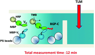 Graphical abstract: Micro OS-ELISA: Rapid noncompetitive detection of a small biomarker peptide by open-sandwich enzyme-linked immunosorbent assay (OS-ELISA) integrated into microfluidic device