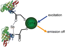 Graphical abstract: BSA activated CdTe quantum dot nanosensor for antimony ion detection