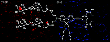 Graphical abstract: Neutral push-pull chromophores for nonlinear optical imaging of cell membranes