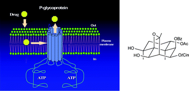 Graphical abstract: Novel dihydro-β-agarofuran sesquiterpenes as potent modulators of human P-glycoprotein dependent multidrug resistance