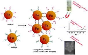 Graphical abstract: An alternative strategy to synthesize PNA and DNA magnetic conjugates forming nanoparticle assembly based on PNA/DNA duplexes