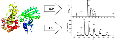 Graphical abstract: An electrospray/inductively coupled plasma dual-source time-of-flight mass spectrometer for rapid metallomic and speciation analysis Part 2. Atomic channel and dual-channel characterization