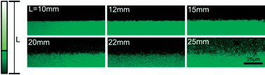 Graphical abstract: Probing the critical behavior of colloidal interfaces by gravity