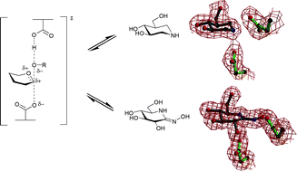 Graphical abstract: Glycosidase inhibition: assessing mimicry of the transition state