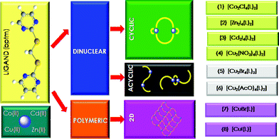 Graphical abstract: Molecular metallocycles, acyclic metallodimers and 2D coordination polymers containing the twisted ligand bis(pyrimidin-2-ylthio)methane
