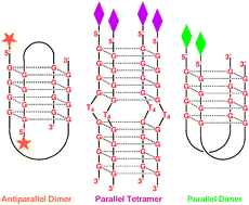 Graphical abstract: Programing the formation of DNA and PNA quadruplexes by π–π-stacking interactions