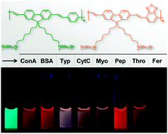 Graphical abstract: Conjugated polyelectrolyte blend as perturbable energy donor–acceptor assembly with multicolor fluorescence response to proteins