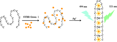 Graphical abstract: Highly sensitive and selective detection of silver ions and silver nanoparticles in aqueous solution using an oligonucleotide-based fluorogenic probe