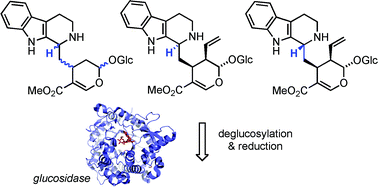 Graphical abstract: Bypassing stereoselectivity in the early steps of alkaloid biosynthesis