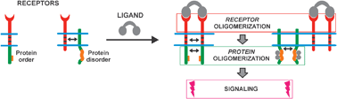 Graphical abstract: Protein intrinsic disorder and oligomericity in cell signaling