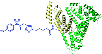 Graphical abstract: Radiolabelling of proteins with fluorine-18 via click chemistry