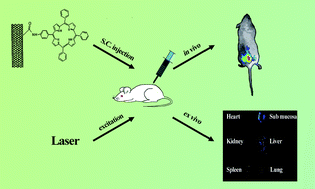 Graphical abstract: Preparation, characterization and fluorescent imaging of multi-walled carbon nanotube–porphyrin conjugate