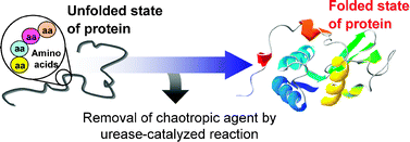 Graphical abstract: Enzyme-mediated protein refolding