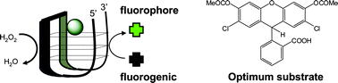 Graphical abstract: Biomolecule detection with peroxidase-mimicking DNAzymes; expanding detection modality with fluorogenic compounds