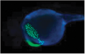 Graphical abstract: Fluorescent chemosensors for Zn2+