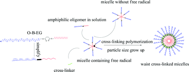 Graphical abstract: Waist cross-linked micelles synthesized viaself-assembly guiding radical polymerization
