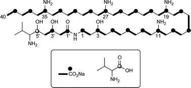 Graphical abstract: 13C Labeling reveals multiple amination reactions in the biosynthesis of a novel polyketide polyamine antibiotic zeamine from Dickeya zeae