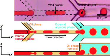 Graphical abstract: Microfluidic preparation of water-in-oil-in-water emulsions with an ultra-thin oil phase layer