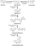 Graphical abstract: New insights into protein O-mannosylation in actinomycetes