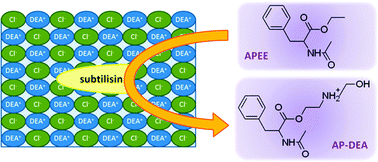 Graphical abstract: Soluble, folded and active subtilisin in a protic ionic liquid