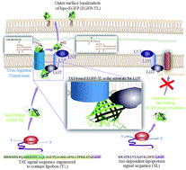 Graphical abstract: Twin arginine translocase pathway and fast-folding lipoprotein biosynthesis in E. coli: interesting implications and applications