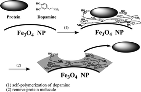 Graphical abstract: Mussel-inspired molecularly imprinted polymer coating superparamagnetic nanoparticles for protein recognition