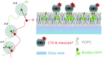 Graphical abstract: Two-color single molecule tracking combined with photobleaching for the detection of rare molecular interactions in fluid biomembranes